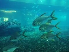 -海棠湾洲际-涛·海底餐厅·美人鱼·自助餐·海底隧道