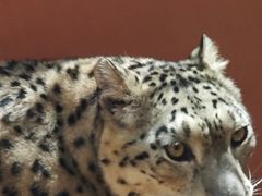 -青藏高原野生动物园