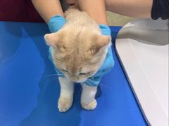 -瑞派申生动物医院·24H夜诊·国际动物医疗中心·骨外科(吴中路店)