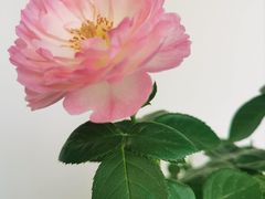 -红鱼湾餐厅(国际大厦店)