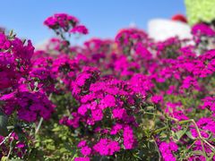 -松山湖梦幻百花洲