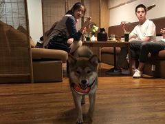 -柴务处·柴犬主题狗咖