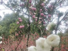 -桃花涧