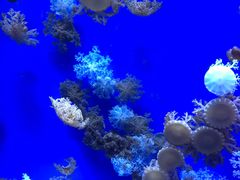 -芜湖新华联大白鲸海洋公园