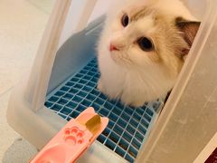 -藏猫猫咖啡主题馆(中央大道店)