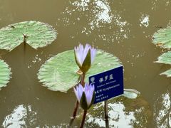 -中国科学院西双版纳热带植物园