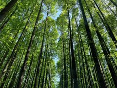-山王坪喀斯特国家生态公园