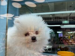 -FAELING PETS美天灵宠物(合生汇店)