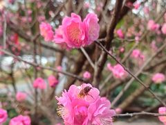 -望江楼公园