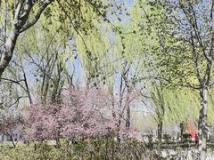 -洛阳市隋唐城遗址植物园