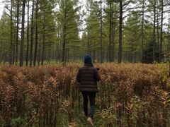 -塞罕坝国家级自然保护区