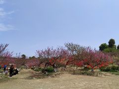 -秀丽东方