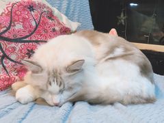 -李小姐の猫咖啡馆(五角场店)