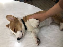-浣熊柯尔鸭土拨鼠·电玩咖