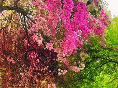 -深圳国际园林花卉博览园