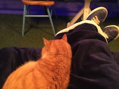 -Sirena海妖日咖夜酒