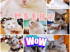 -绒爪撸猫下午茶·猫咖