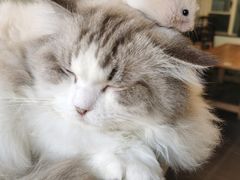 -猫小院猫主题餐厅(南锣旗舰店)