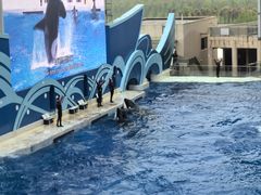 -上海海昌海洋公园