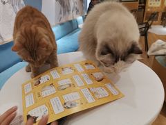-滚猫咖啡·猫咖·猫友好撸猫(未来城店)