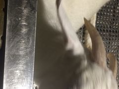 -上海大自然野生昆虫馆(东方明珠·爬宠昆虫探索中心)