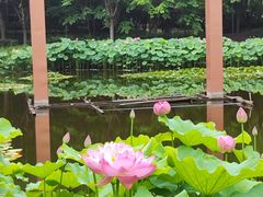 -陈家山荷花公园