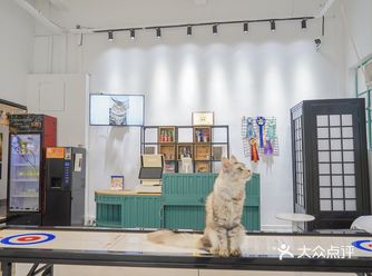 真的是经常来这里撸猫,而且朋友是摄影师,还能把猫咪可