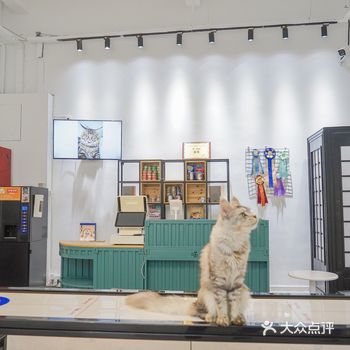 真的是经常来这里撸猫,而且朋友是摄影师,还能把猫咪可