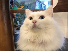 -有猫主题·治愈系猫咖(曾厝垵店)