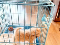 -萌宠之家·腊肠犬·马尔泰·小体犬舍