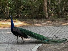 -沈阳鸟岛
