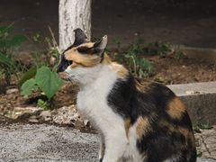 -九龙湖公园