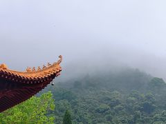 -深圳仙湖植物园