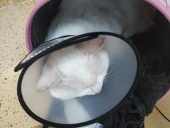 -伟伟宠物医院·瑞派猫友好医院·猫科(光谷店)