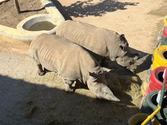 -西霞口神雕山野生动物世界
