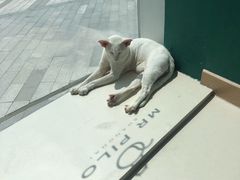 -飞行喵MR PILOT|猫舍·猫咖(静安大融城店)