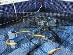 -北京龙庆四季香农家饭庄·灶台鱼·碳烤虹鳟鱼(龙庆峡店)