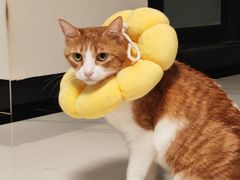 -宠物星动物医院·眼科·异宠·猫科(江南大道总院)