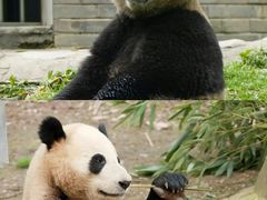 -都江堰中华大熊猫苑