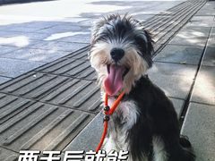 -立德24H动物医院·夜诊·转诊中心·1.5T核磁共振(海珠店)