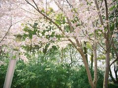 -高东镇樱花园