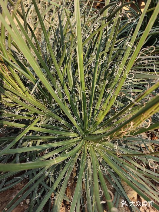 国家植物园南园图片