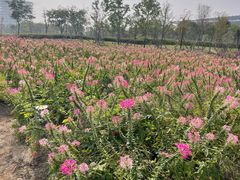 -春花秋色城市公园