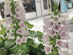 -PETIT PARIS 小巴黎(花园道店)