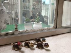 -燕庭·纯燕窝·甜品下午茶(南京西路店)