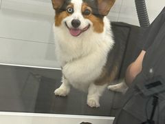 -comecome来吧宠物(奥克斯中心店)