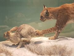 -国家自然博物馆