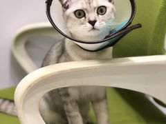 -艾吉宠物医院·疑难杂症转诊中心·猫友好(碧江路院)