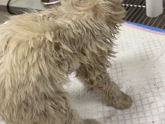 -瑞派康怡24h宠物医院·犬猫医疗中心·微创绝育(瑞景分院)