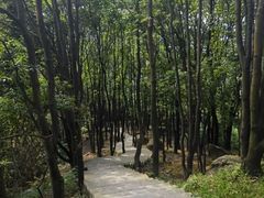 -火炉山森林公园
